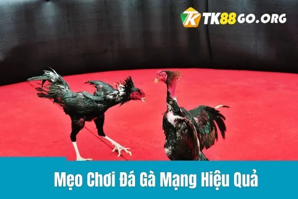 Đá Gà Mạng